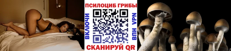 Галлюциногенные грибы Psilocybe где купить наркоту Сегежа